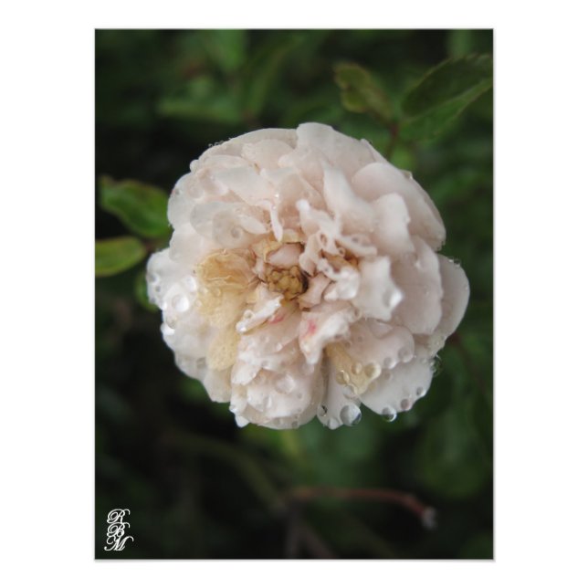 Impression Photo Découpe sur une fleur (Devant)