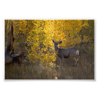 Impression Photo Deer - Grand Canyon National Park - Arizona