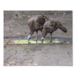 Impression Photo Dégustation De Déchets Sauvages À Partir D'Impress