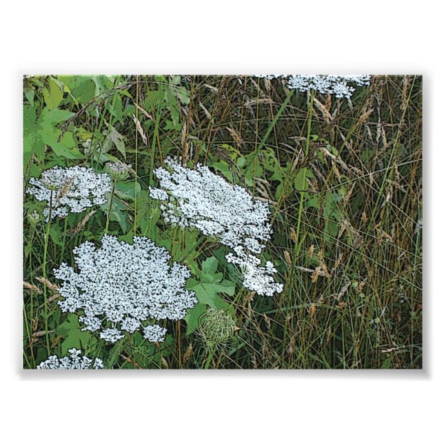 Impression Photo Dentelle blanche de la Reine Anne Fleur sauvage (Devant)