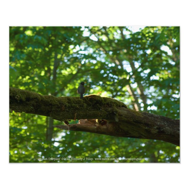 Impression Photo Dépassement de forêt (Devant)