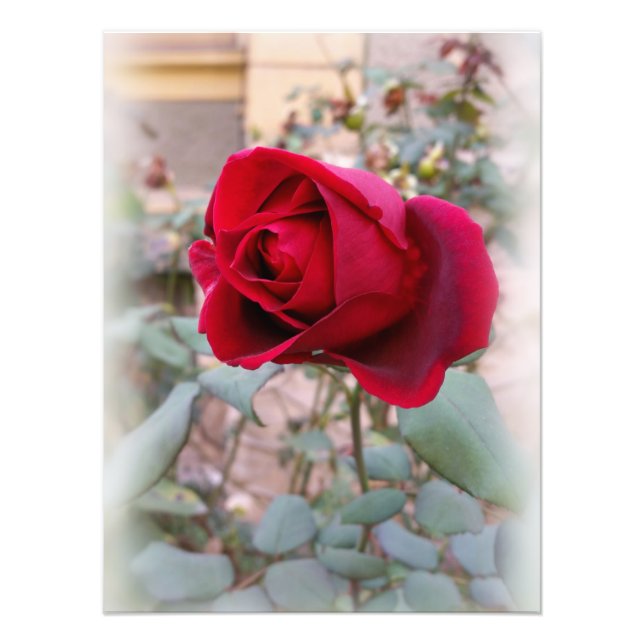 Impression Photo dernière rose rouge (Devant)