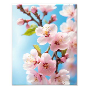 Impression Photo Des fleurs de cerisiers contre un ciel de printemp