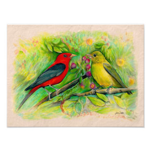 Impression Photo Dessin au crayon de couleur aquarelle des tanagers