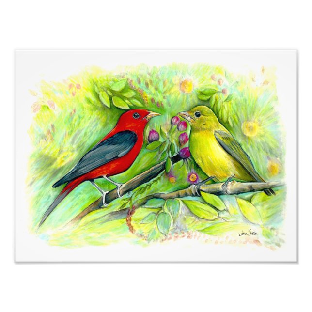 Impression Photo Dessin au crayon de couleur aquarelle des tanagers (Devant)