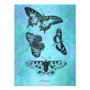 Impression Photo Dessin bleu turquoise vintage de papillon -