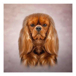Impression Photo Dessin Chien Cavalier King Charles Spaniel