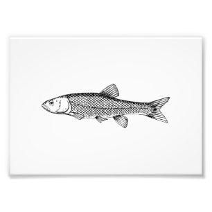 Impression Photo Dessin de poissons de chabot