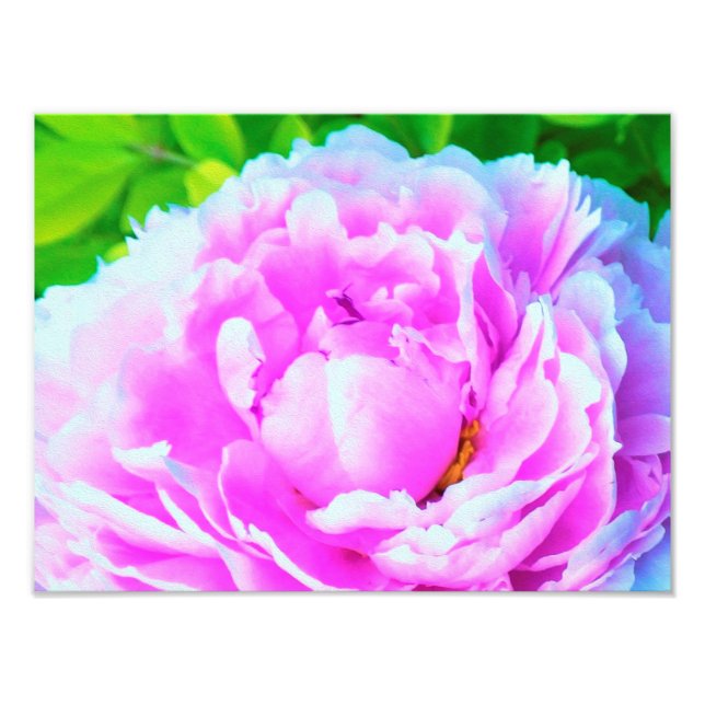 Impression Photo Détail de la fleur de pivoine rose double (Devant)