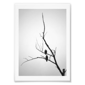 Impression Photo Deux aigles