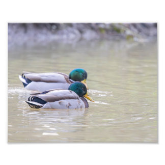 Impression Photo Deux canards colvert