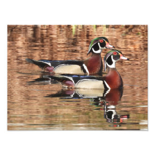 Impression Photo deux canards en bois mâle coloré nageant sur un ét