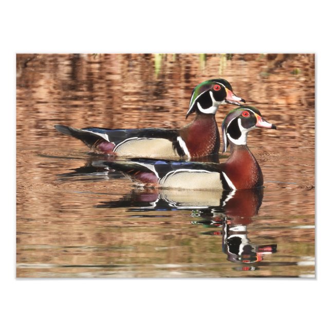 Impression Photo deux canards en bois mâle coloré nageant sur un ét (Devant)