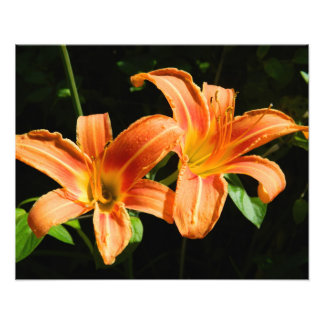 Impression Photo Deux fleurs