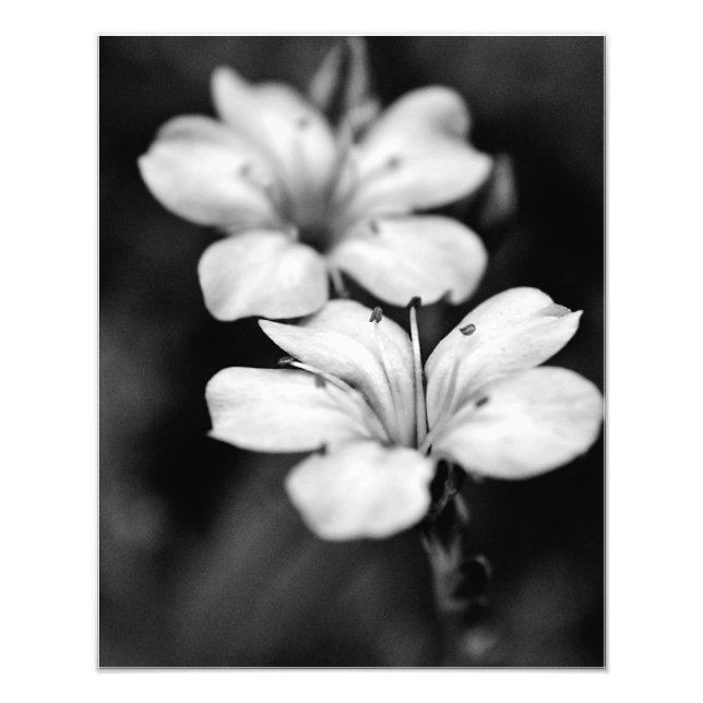Impression Photo Deux fleurs blanches dans le jardin (Devant)