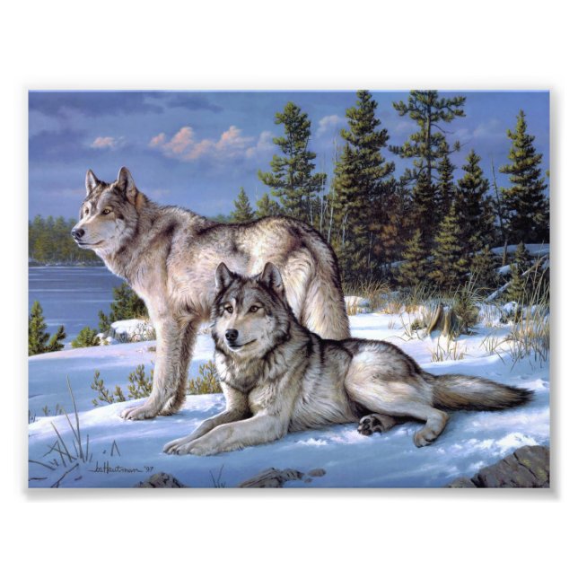 Impression Photo Deux loups de l'Arctique (Devant)