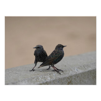 Impression Photo Deux Starlings
