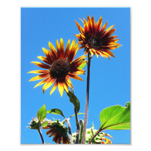 Impression Photo Deux tournesols rouges 8x10