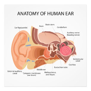 Impression Photo Diagramme anatomique du coeur