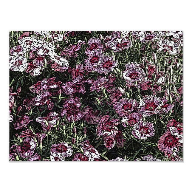 IMPRESSION PHOTO DIANTHUS (Devant)