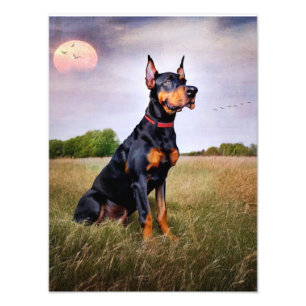 Impression Photo Doberman Pinscher