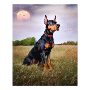 Impression Photo Doberman Pinscher