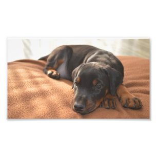 Impression Photo doberman-pinscher-chiot