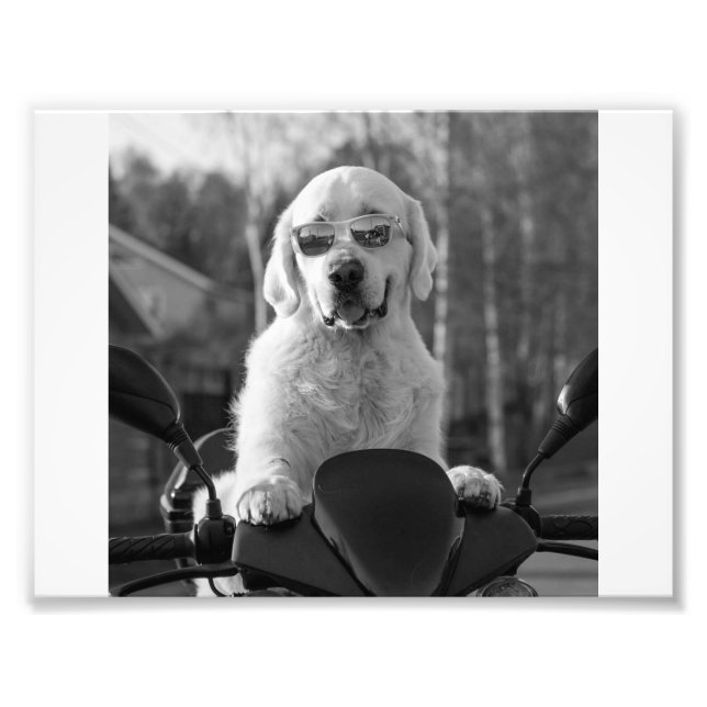 IMPRESSION PHOTO DOG STYLE (Devant)
