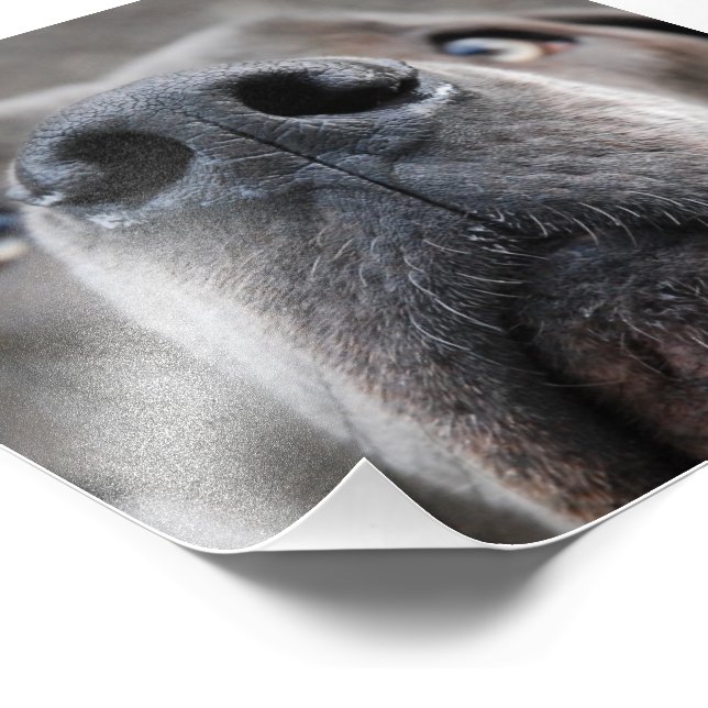 Impression Photo Doggennase (Coin)