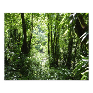 Impression Photo Dominicain Forêt de pluie II Vert tropical
