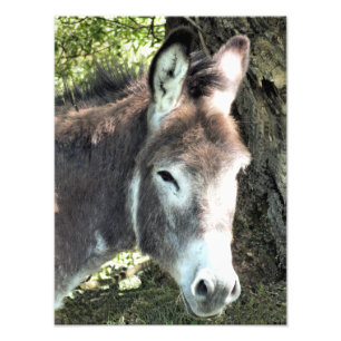 IMPRESSION PHOTO DONKEY