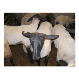 Impression Photo Dorper Sheep debout avec oreilles dos