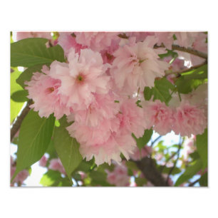 Impression Photo Double floraison cerisier II printemps fleuri