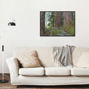 Impression Photo Douglas Fir Conifer Forest