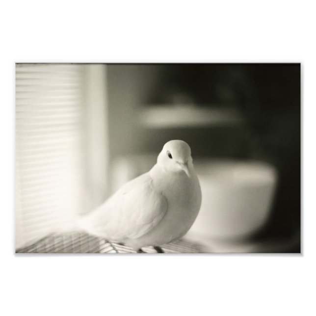 Impression Photo Dove (Devant)