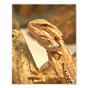 Impression Photo Dragon à tête