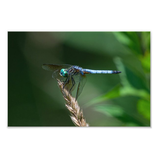 Impression Photo Dragon Bleu Dasher (Devant)