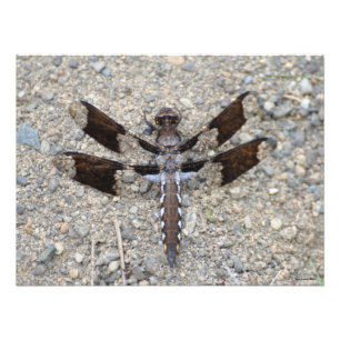 Impression Photo Dragonfly 24X18 - Une queue blanche commune