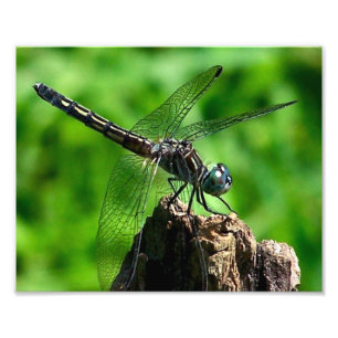Impression Photo Dragonfly Close Up Nature 8x10