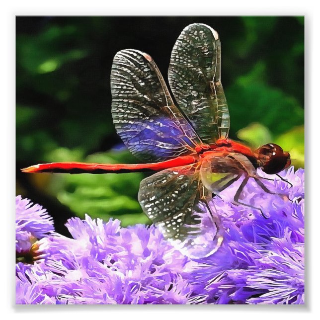 Impression Photo Dragonfly rouge sur Violet Violet Fleurs (Devant)