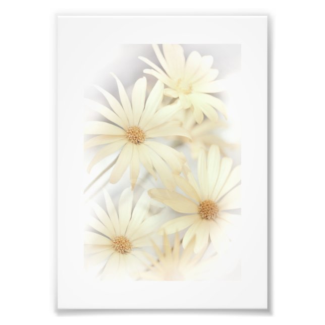 Impression Photo Dreamy Daisies 2 (Devant)