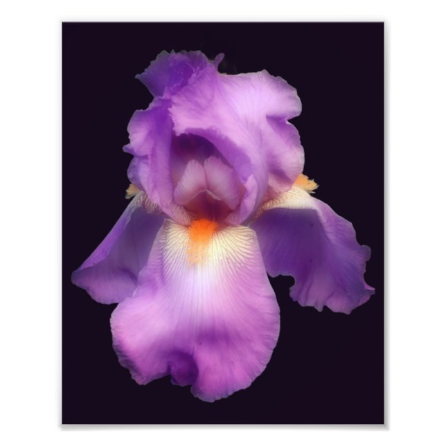 Impression Photo Dreamy Lavender Porté Iris Flower 8x10 (Devant)