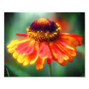 Impression Photo Dreamy Zinnia Flower 8x10