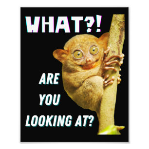 Impression Photo Drôle Big Eyed Tarsier Ce que vous regardez