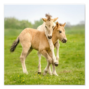 Impression Photo Drôle Chevaux Konik Sauvages Foals Jouant Ensemble