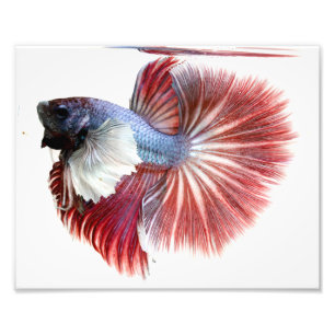 Impression Photo Dumbo demi-lune mâle Betta poisson