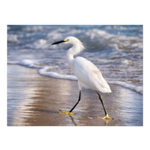 Impression photo d'un aigrette sur le rivage