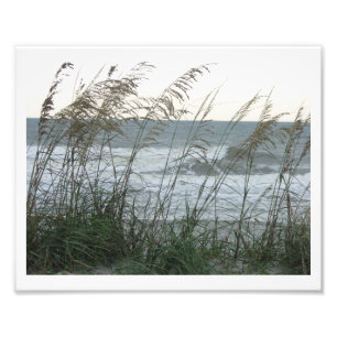 Impression Photo Dunegrass