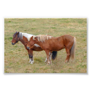 Impression Photo Duo de chevaux islandais, pâturage islandais