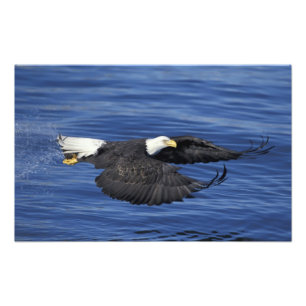 Impression Photo É.-U., Alaska, Péninsule de Kenai Aigle royal